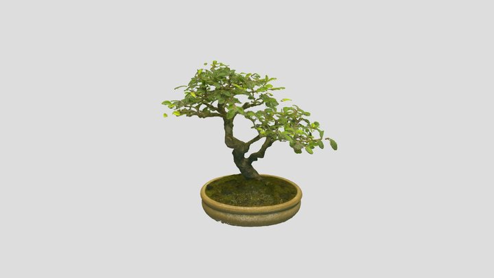 Bonsai_Tree_10