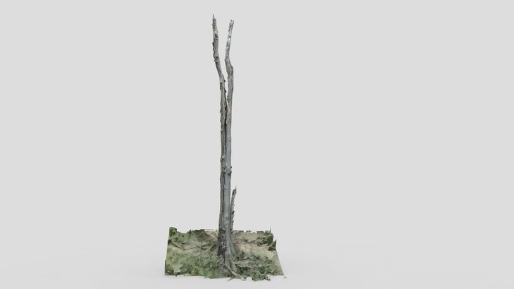 strom_Halenkov 3D Model