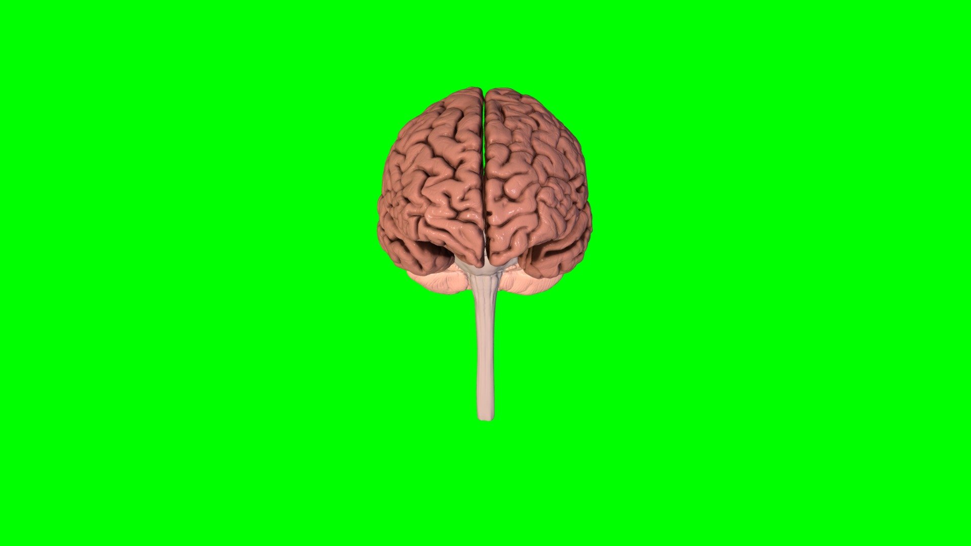 Brain - duplicated version