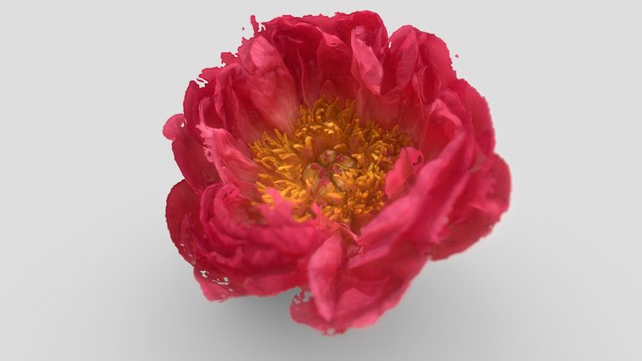 Single Peony Flower 3D Model