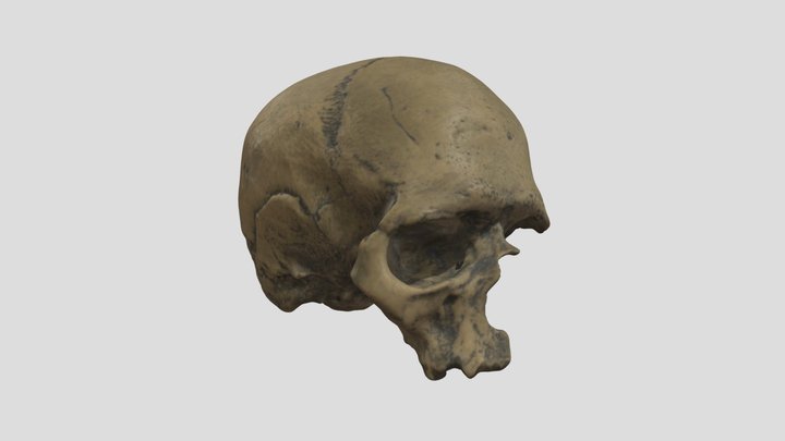 Crâne 23 3D Model