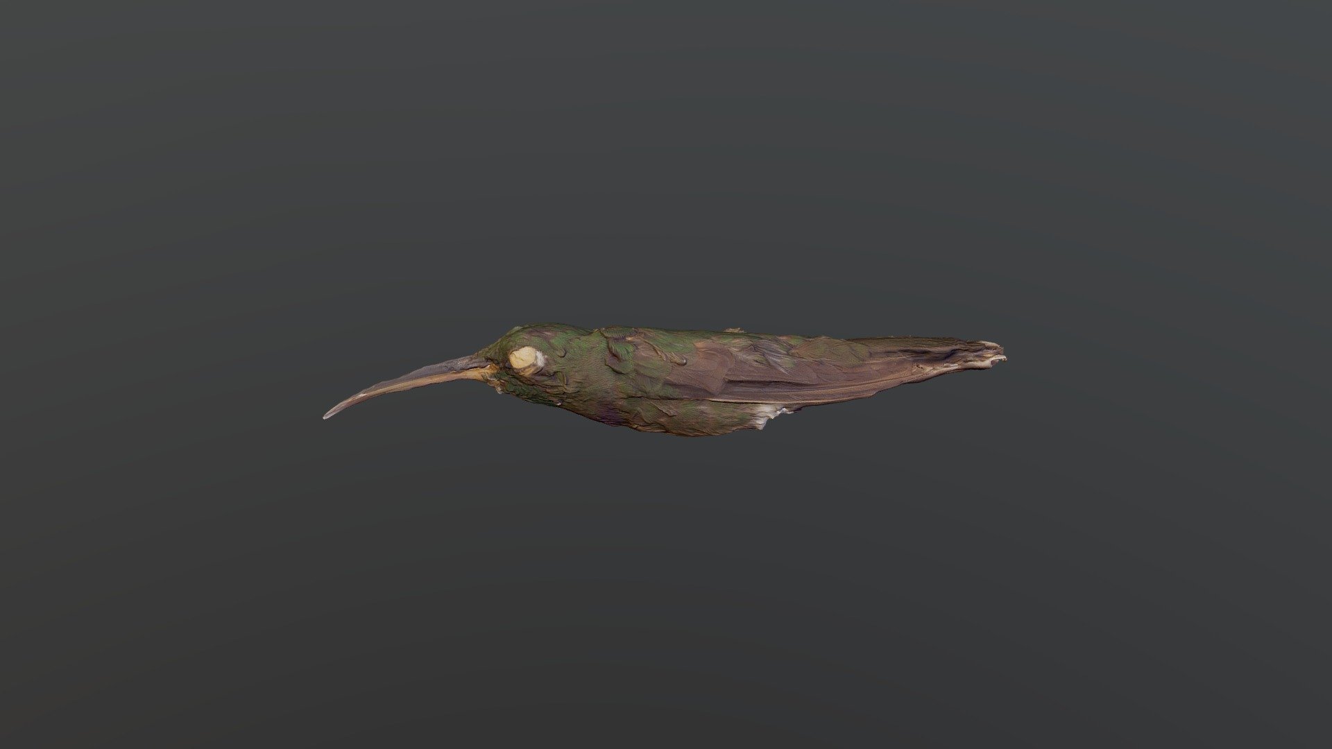 Violet-chested Hum.bird- Sternoclyta cyanopectus