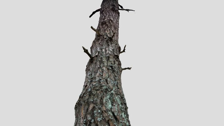 Pine trunk