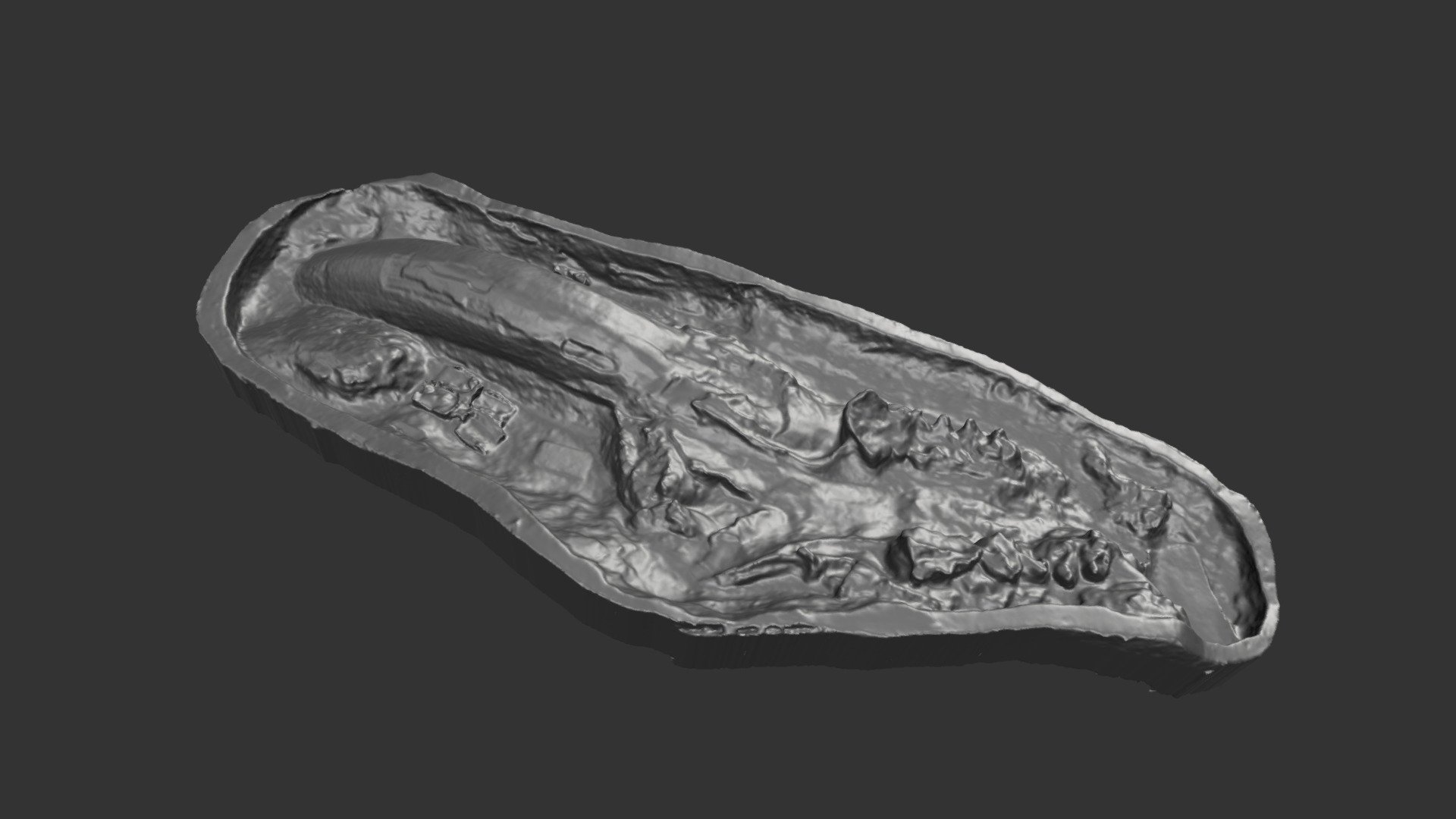 Mammut pacificus cranium