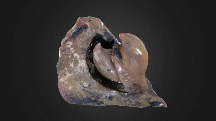 Bivalve: Cucullaea sp. (PRI 61558)