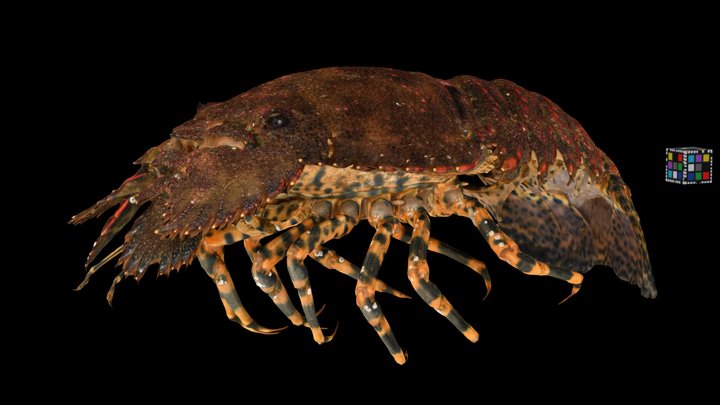 CC0 ゾウリエビ 🦞 ♂ Japanese Mitten Lobster