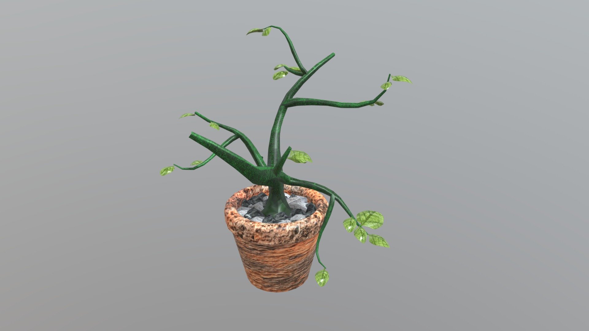 Plant