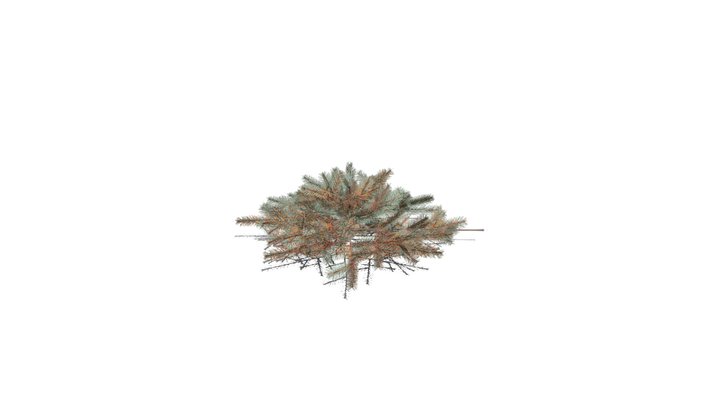 Realistic HD Blue Nest spruce (6/10) 3D Model