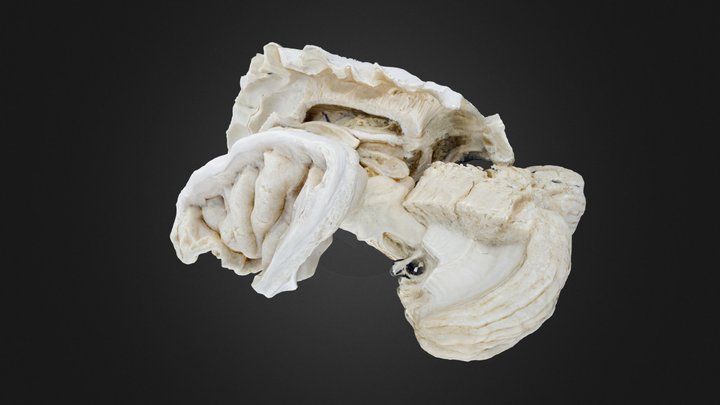 Dissected Model 3D Model