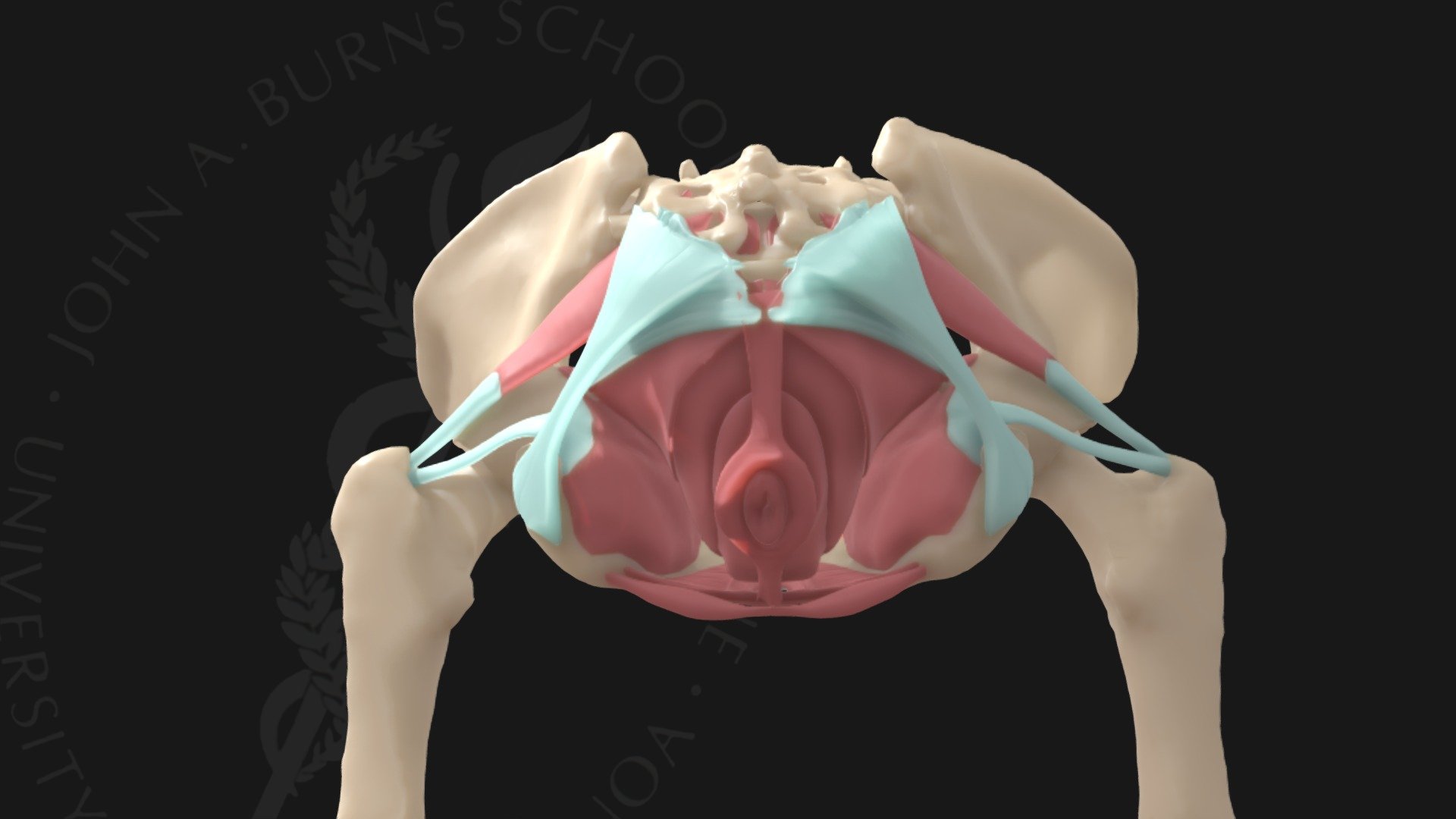 pelvic-floor-3d-model-by-john-a-burns-school-of-medicine-jabsom