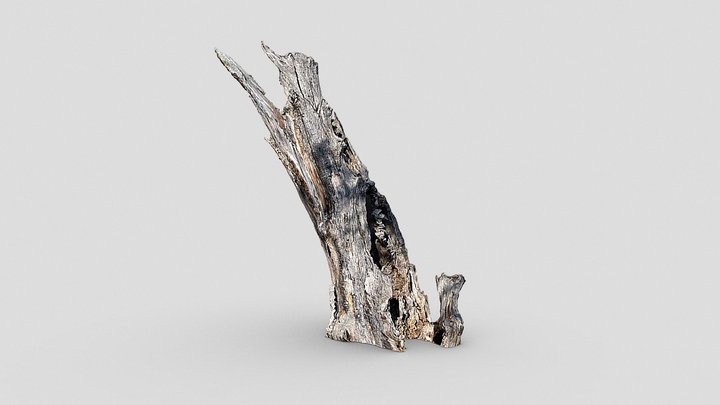 Day 327: dead tree
