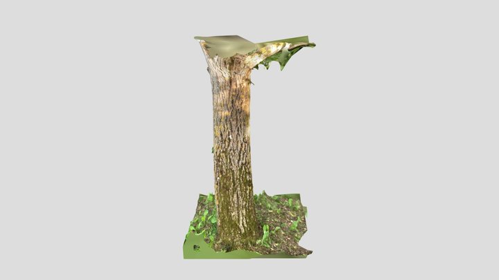 Scan test 1 3D Model