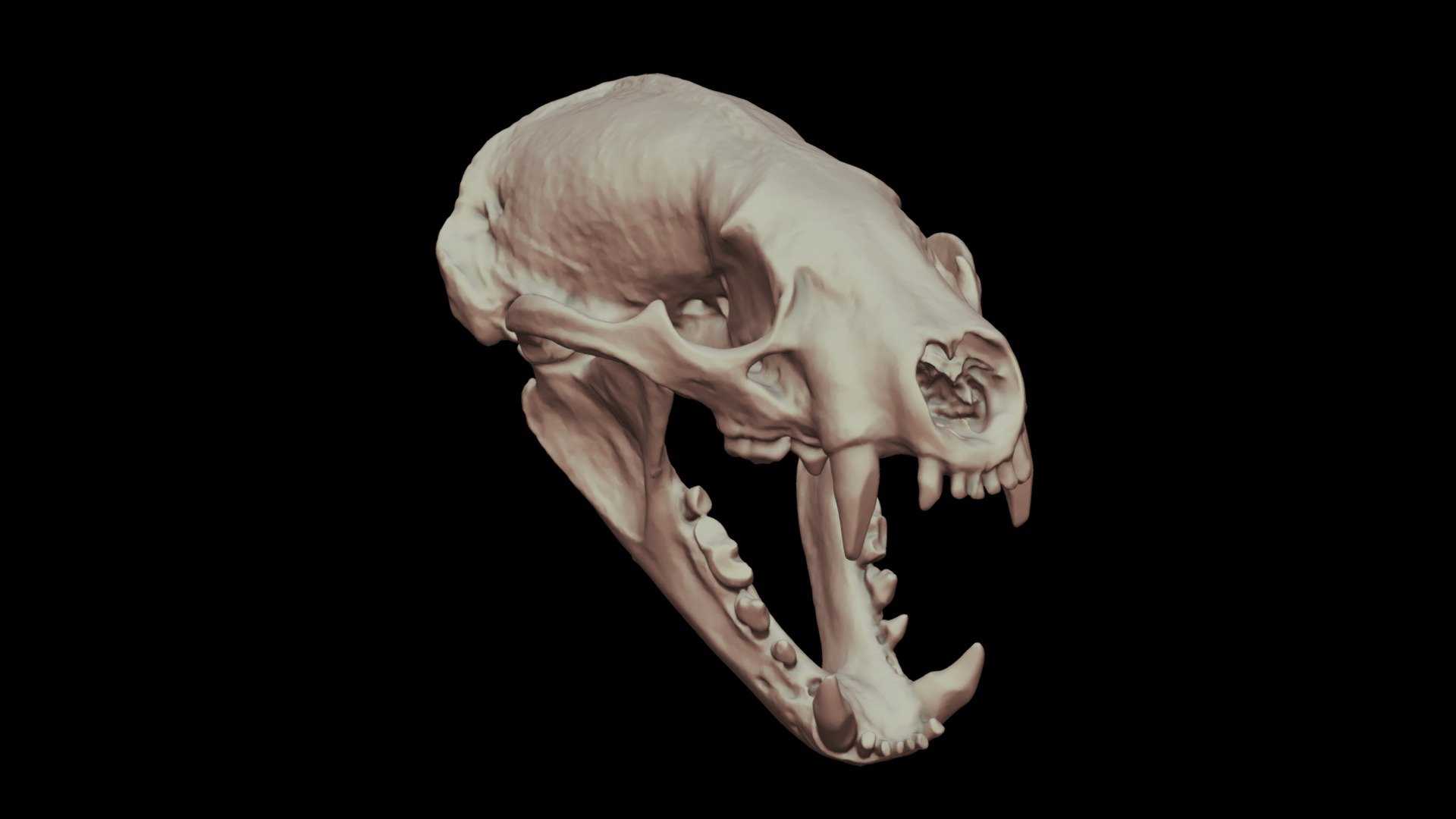 Badger Skull and Jaw
