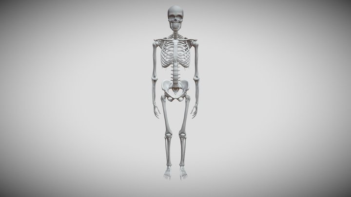 Skeleton (pelvic girdle/leg lab annotations) 3D Model