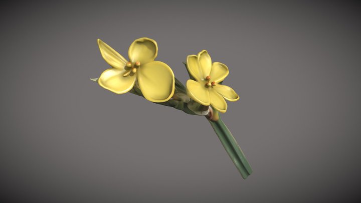 Sisyrrinchum palmifolium 3D Model