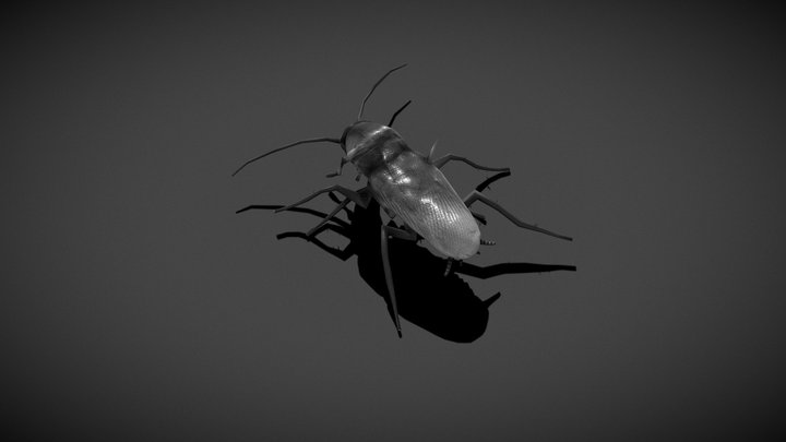 American Cockroach Walk Cycle 3D Model