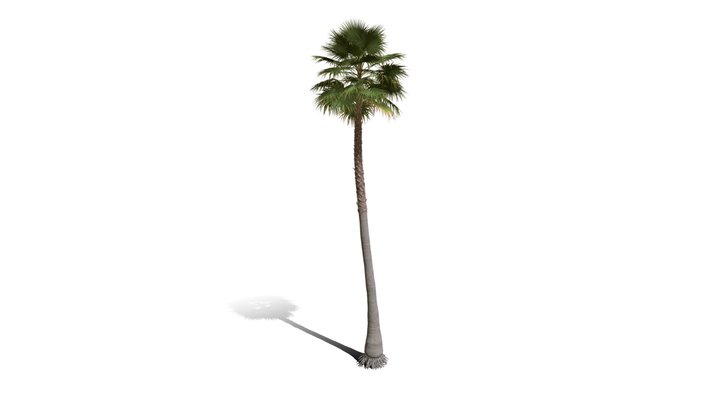 Realistic HD Mexican fan palm (8/10) 3D Model