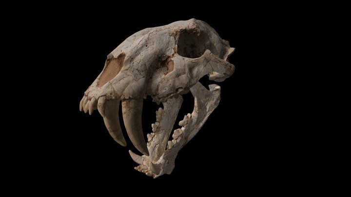 Sabertooth Tiger Skull (Textured) 3D Model