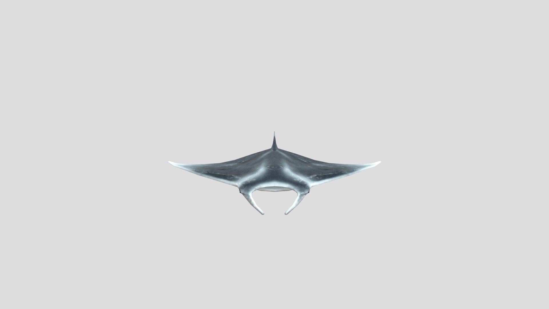 manta low poly