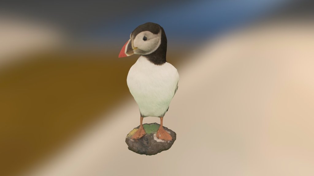 Atlantic Puffin - Low poly