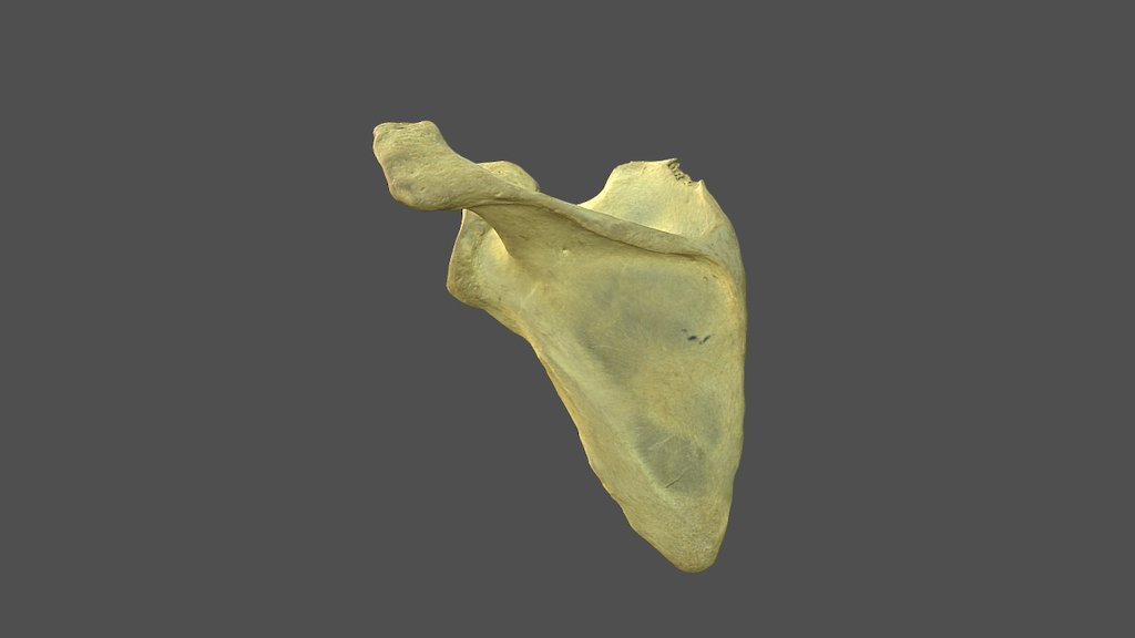 Left Scapula with Texture