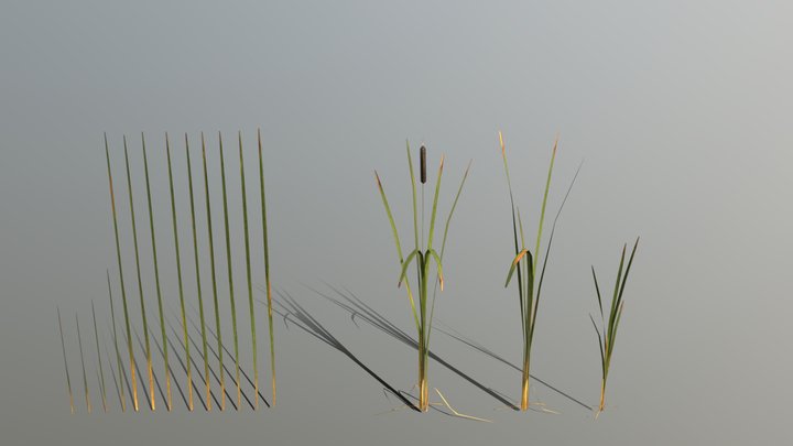 Рогоз (Cattail) 3D Model