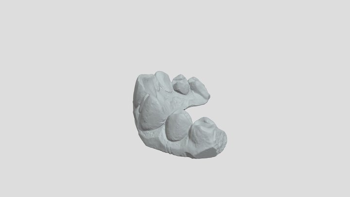 Human Teeth - Bottom Teeth Scan 3D Model