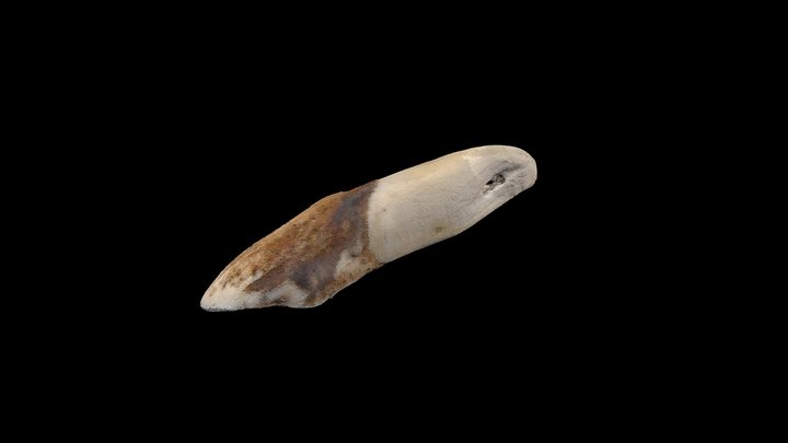 Experimental Archaeology: Worked tooth (001) 3D Model