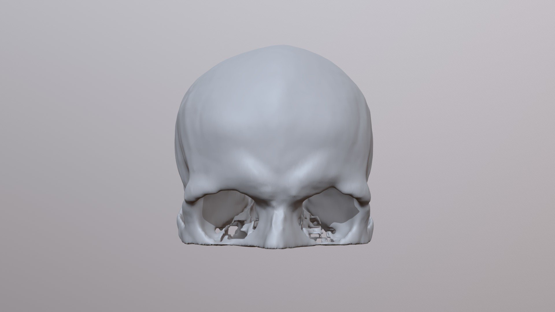 Human Skull - Male 30 years old