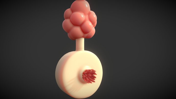 Plumbis 3D Model