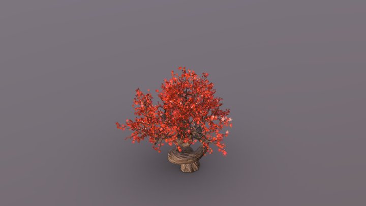Japanese Maple Bonsai 3D Model