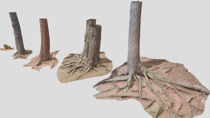 Pine Roots Tree Trunk Scan Collection 3D Model