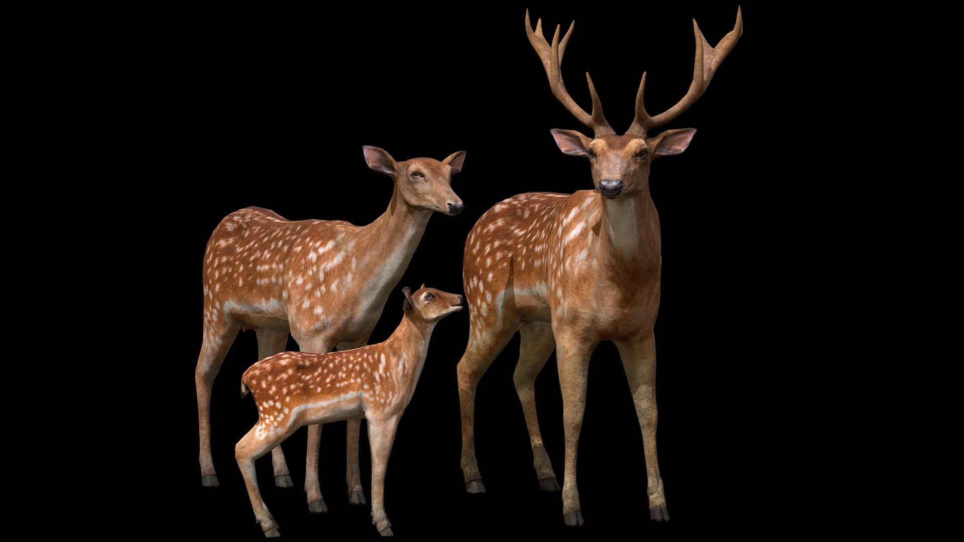 3D model Deer Family - This is a 3D model of the Deer Family. The 3D model is about a group of deer with antlers.