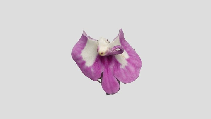 P. souliei 3D Model