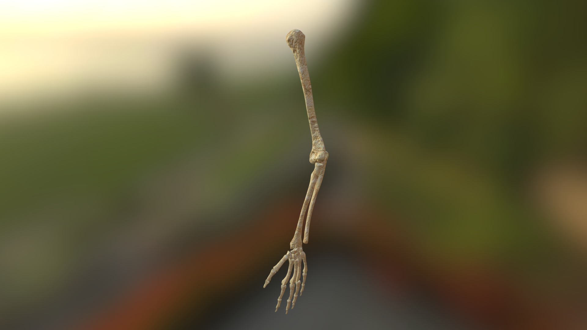 3D model Arm Bone Left - This is a 3D model of the Arm Bone Left. The 3D model is about a lizard on a branch.
