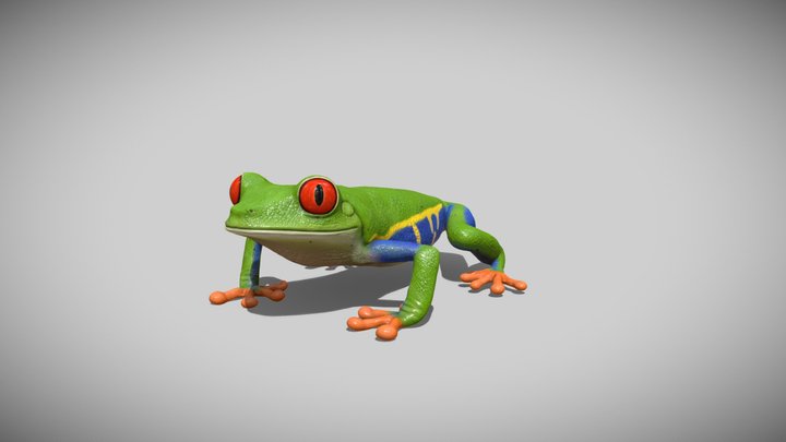 Red-eyed tree frog 3D Model