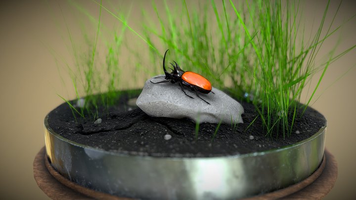 Rhino beetle - Eupatorus gracilicornis 3D Model