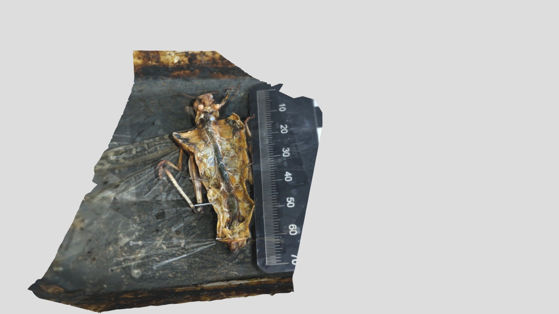 Locust1