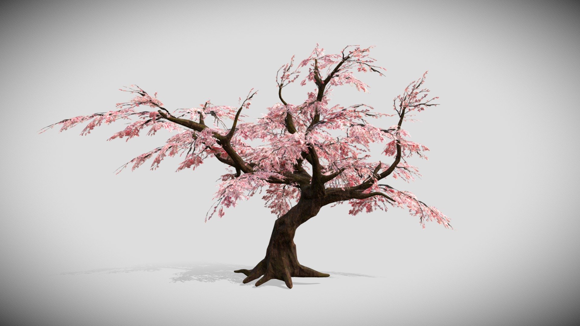 Cherry Tree 3D model by Sabretooth2611 [00e7207] Sketchfab