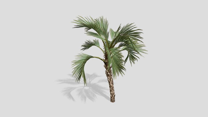 Curly Palm 3D Model