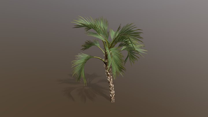 Curly Palm 3D Model