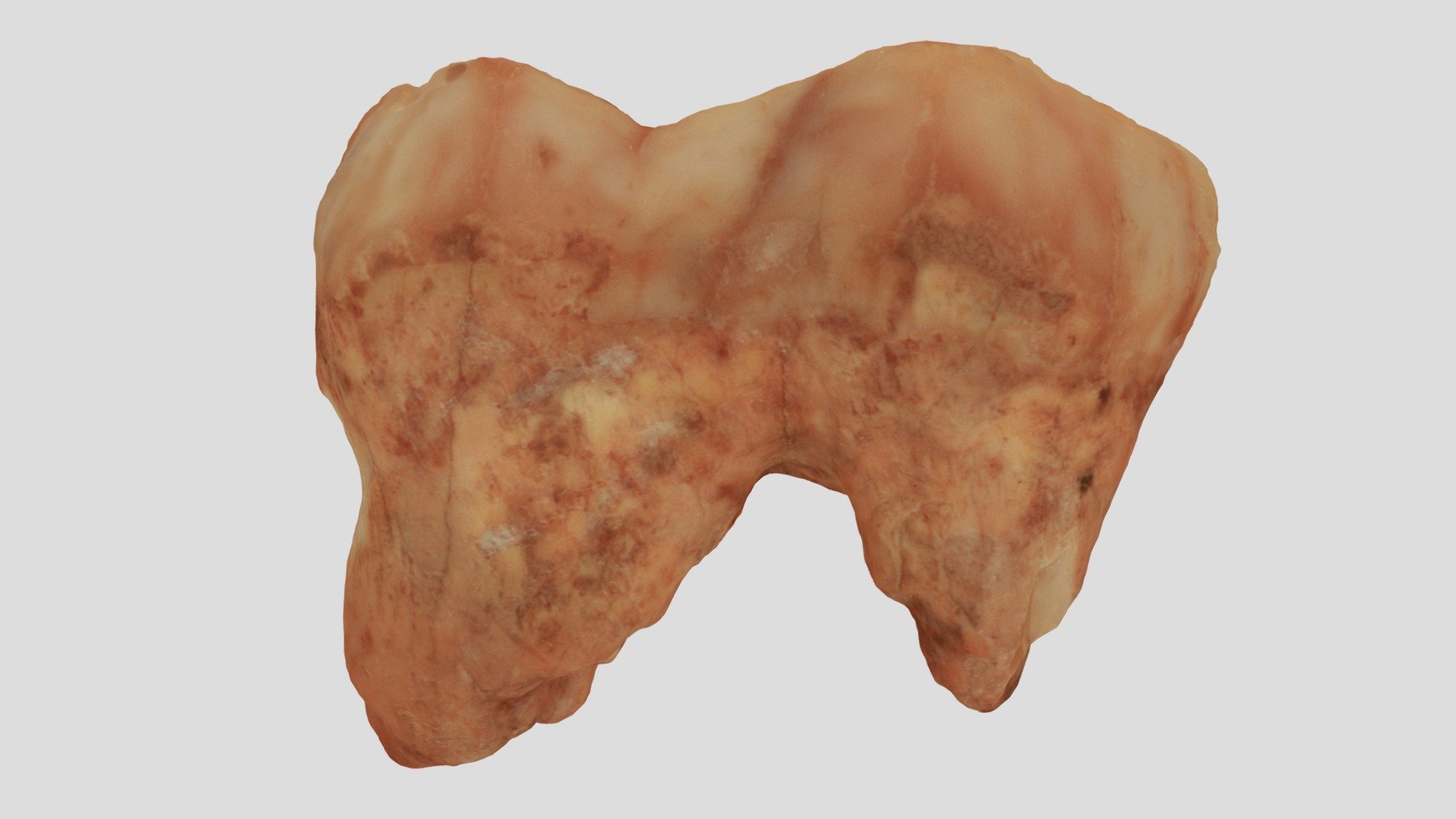 Ursus spelaeus (cave bear) lower molar