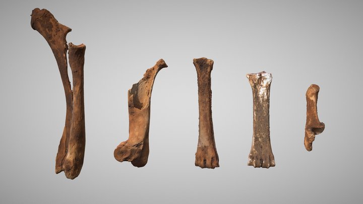 Grave No 01 - Long Bones 3D Model