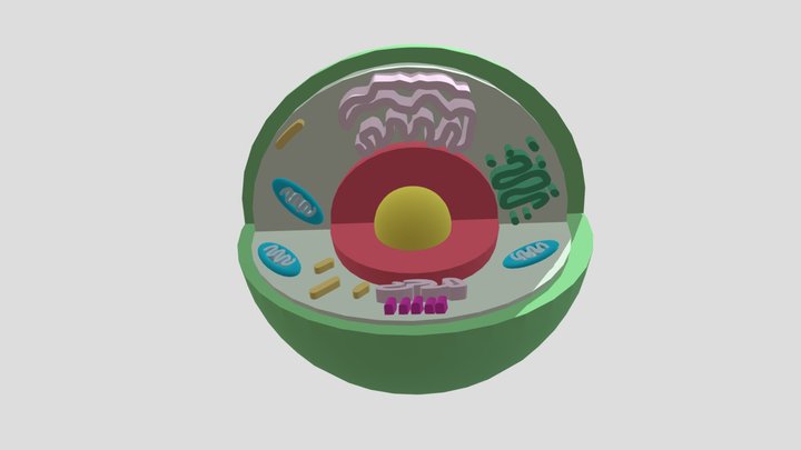 Sel Hewan 3D Model