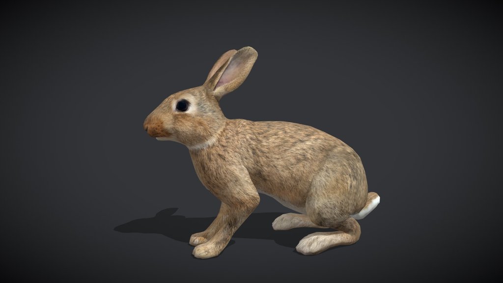 Rabbit – Realistic Animated 3D Model