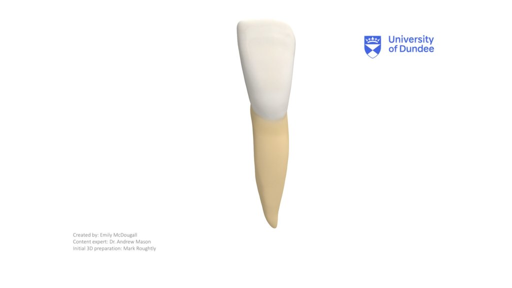 Permanent Teeth - A 3D model collection by University of Dundee, School ...