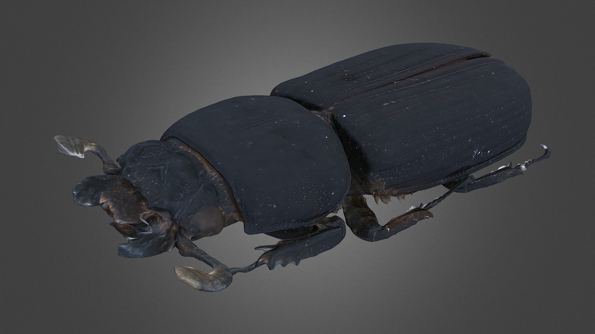 Passalus kaupi Holotype Download Free 3D model by Digital Archive of