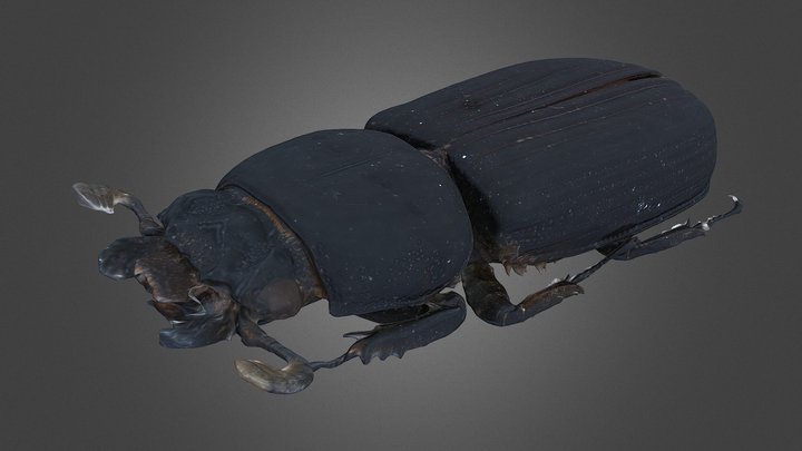 Passalus kaupi Holotype