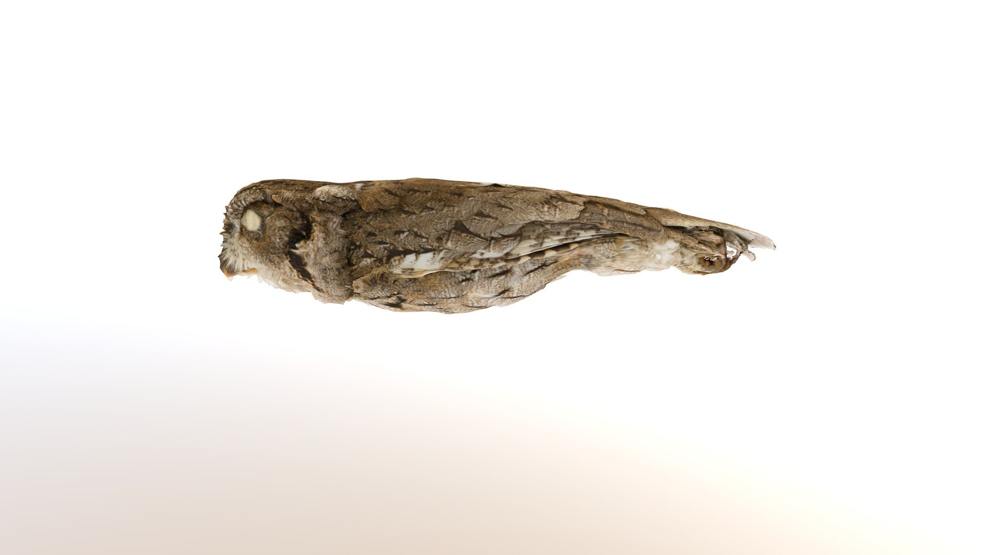 otus seductus moore	25468