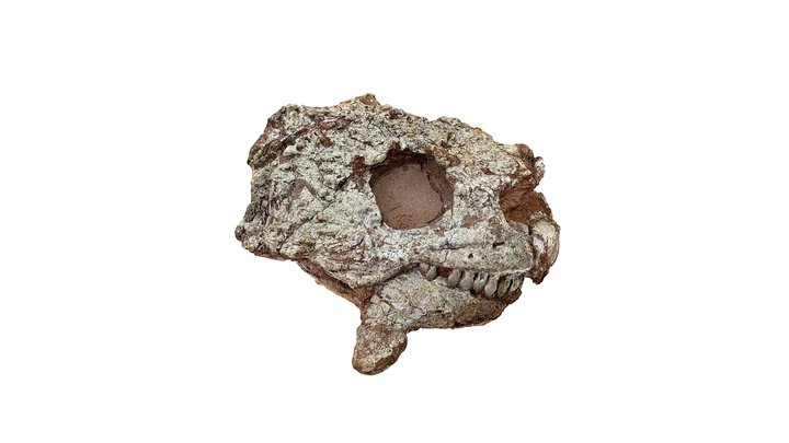 Deltavjatia vjatkensis skull 3D Model